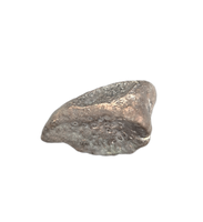Maiasaura Calcaneus (ankle bone), Two Medicine Formation