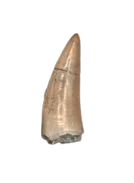 Postosuchus (Rauisuchid) Tooth, Chinle Formation