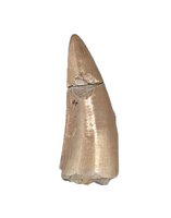 Postosuchus (Rauisuchid) Tooth, Chinle Formation