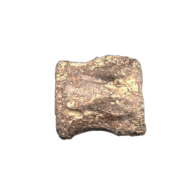 Metoposaurus Vertebrae, Chinle Formation