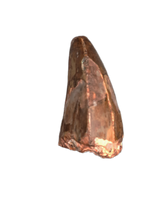 Phytosaur Tooth with Trifurctaed Serration Set