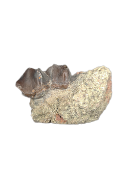 Titanothere Tooth,  Brule Formation