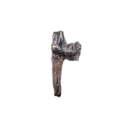 Mammal Tooth (Molar), Hell Creek Formation