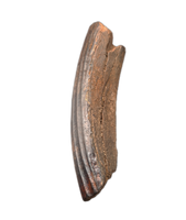 Castoroides (Giant Beaver) Tooth, Florida