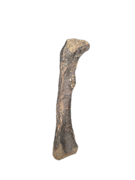Baby Hypacrosaurus Femur, Two Medicine Formation