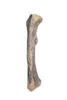 Baby Hypacrosaurus Femur, Two Medicine Formation