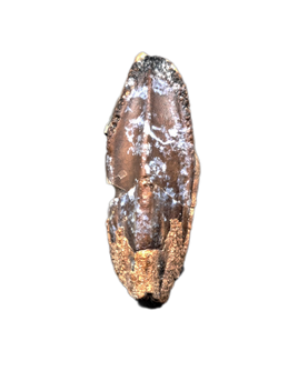 Gryposaurid Tooth (New Species), Aguja Formation