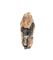 Gryposaurid Tooth (New Species), Aguja Formation