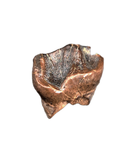 Leptoceratops Tooth