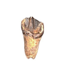 Leptoceratops Tooth