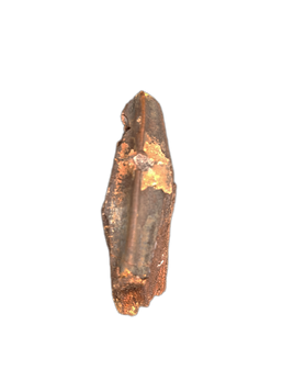 Edmontosaurus Tooth