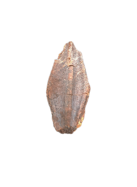 Edmontosaurus Tooth