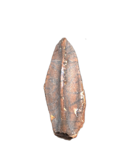 Edmontosaurus Tooth