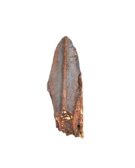 Edmontosaurus Tooth