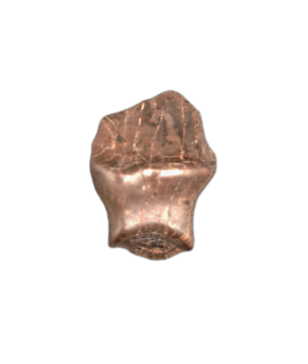 Denverasaurus Tooth, Hell Creek| The Daily Rex
