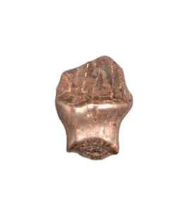 Denverasaurus Tooth, Hell Creek