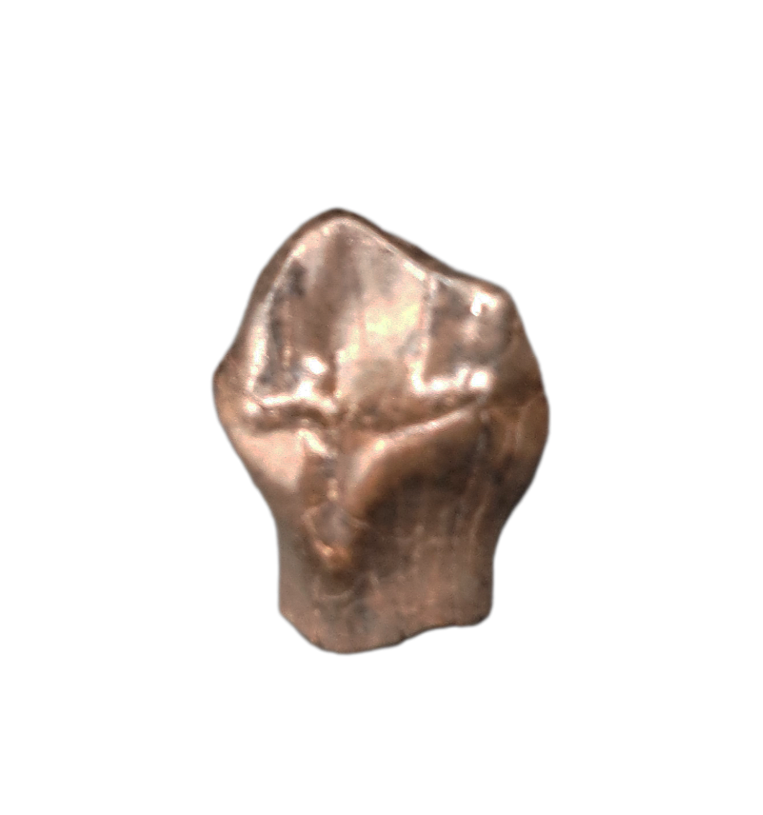 Denverasaurus Tooth, Hell Creek| The Daily Rex