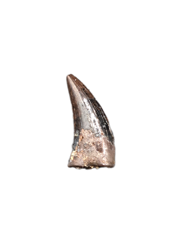 Dakotaraptor Tooth, Hell Creek Formation