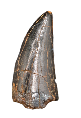 Theropod (Timurlengia?) Tooth, Bissekty Formation