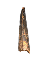 Theropod (Timurlengia?) Tooth, Bissekty Formation