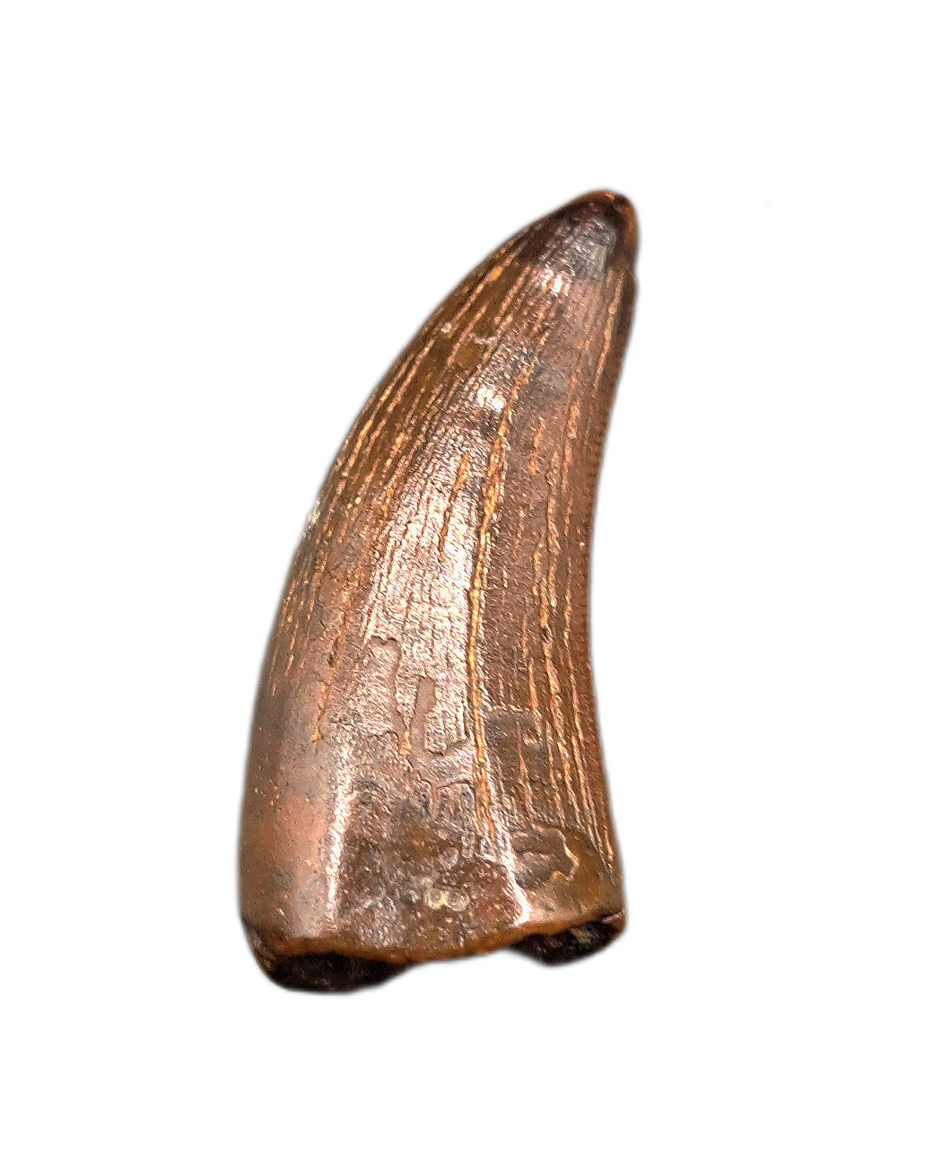 Timurlengia or Giant Raptor Tooth, Bissekty Formation, Uzbekistan