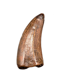 Timurlengia or Giant Raptor Tooth, Bissekty Formation, Uzbekistan