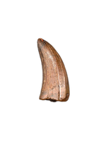 Timurlengia or Giant Raptor Tooth, Bissekty Formation, Uzbekistan