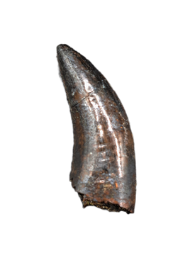 Nanotyrannus Tooth