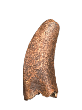 Nanotyrannus Tooth