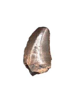 Nanotyrannus Tooth