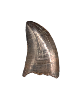 Nanotyrannus Tooth