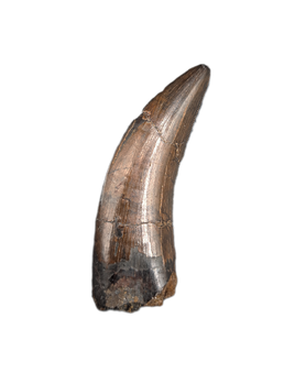 Huge Nanotyrannus Tooth