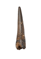 Huge Nanotyrannus Tooth