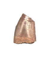 Allosaurus Tooth,  Morrison Formation