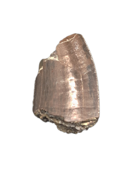 Allosaurus Tooth,  Morrison Formation