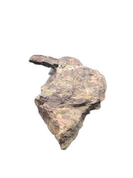 Allosaurus Tooth,  Morrison Formation