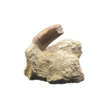 Allosaurus Tooth,  Morrison Formation