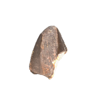 Torvosaurus Tooth Tip,  Morrison Formation