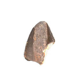Torvosaurus Tooth Tip,  Morrison Formation