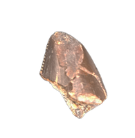 Torvosaurus Tooth Tip,  Morrison Formation