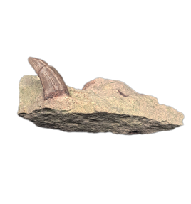 Small Theropod (Coelurus/Ornitholestes/Stokesosaurus?) Tooth, Morrison Formation