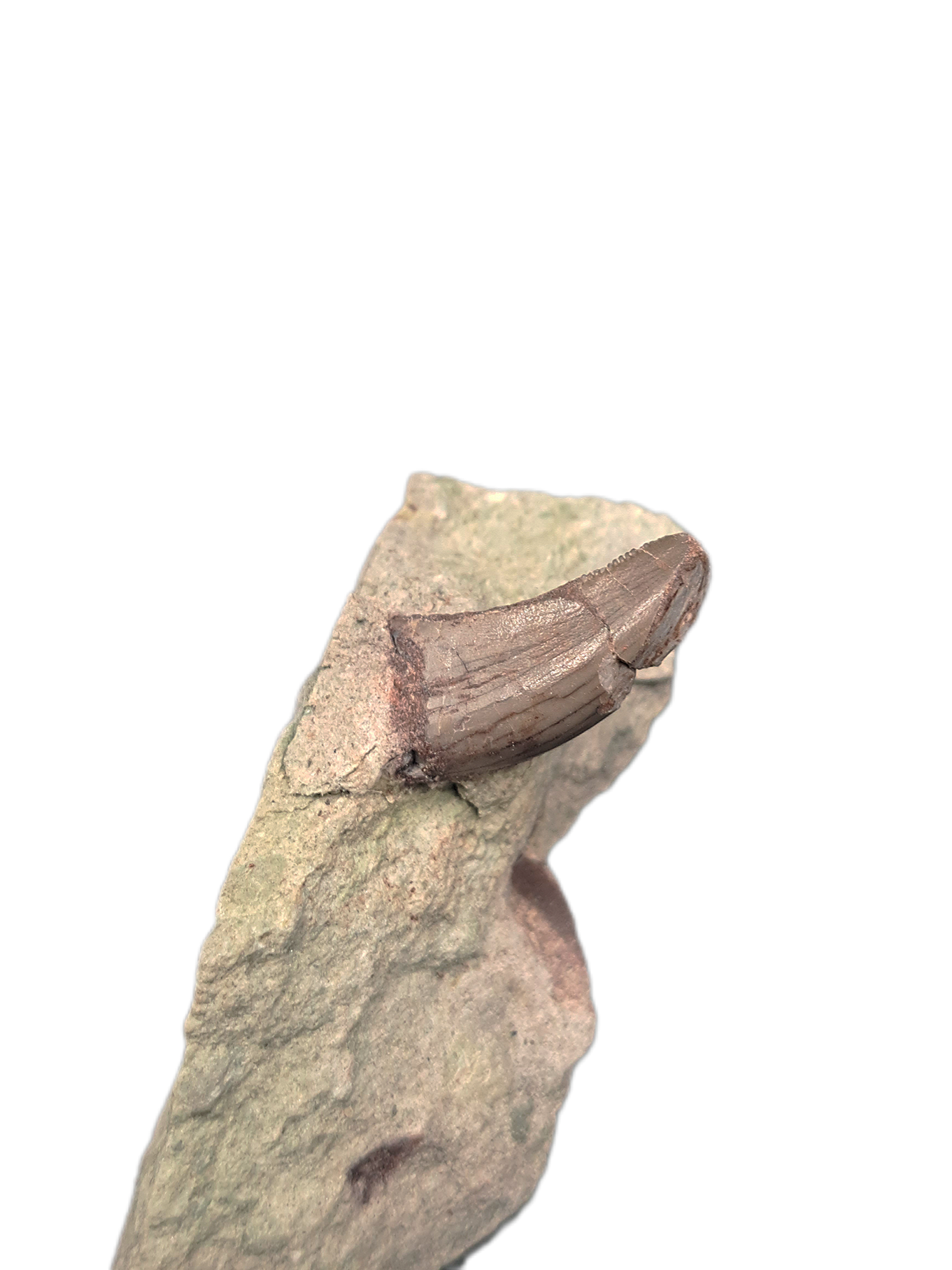Stokesaurus Small Theropod (Coelurus/Ornitholestes/Stokesosaurus?) Tooth, Morrison ...