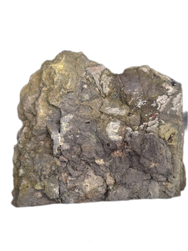 Tiny Perfect Theropod (Coelurus/Ornitholestes/Stokesosaurus?) Tooth, Morrison Formation