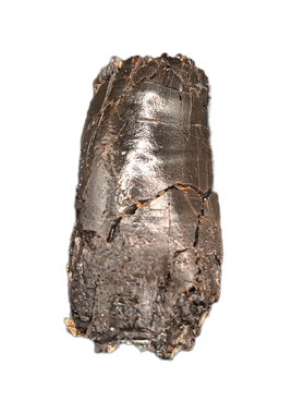 Allosaurus Tooth,  Morrison Formation