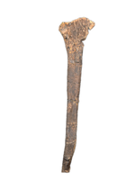 Theropod Fibula, Morrison Formation