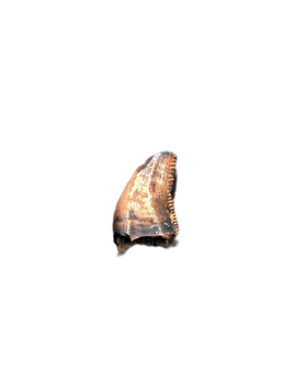Raptor Tooth from the Hell Creek Formation