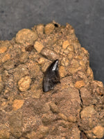 Raptor Tooth from the Hell Creek Formation