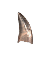Dakotaraptor(?) Tooth, Hell Creek Formation