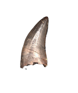 Dakotaraptor(?) Tooth, Hell Creek Formation