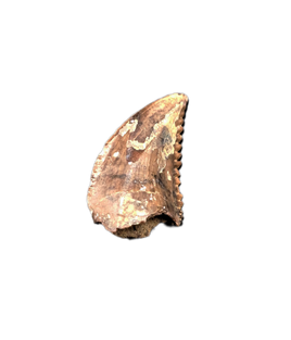 Troodon Tooth, Hell Creek Formation